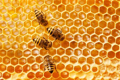 Honey Bees 1xbet